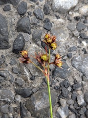 Luzula campestris, photograph (c) Jamie O'Neill, some rights reserved (CC BY)
