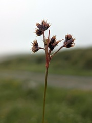 Luzula campestris, photograph (c) Jamie O'Neill, some rights reserved (CC BY)