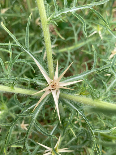 purple star-thistle
