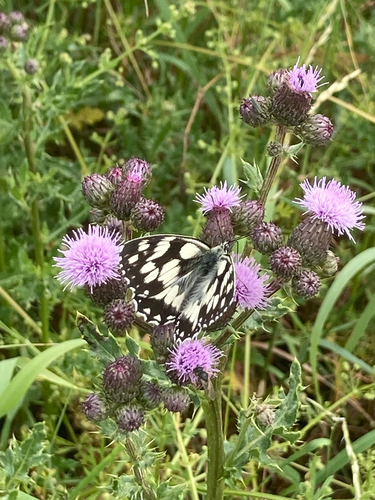 Marbled White
