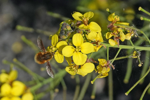 Bombylius pintuarius