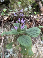 Plectranthus malvinus, photograph (c) Caroline Voget, some rights reserved (CC BY)