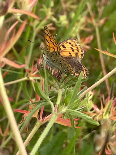 Sooty Copper