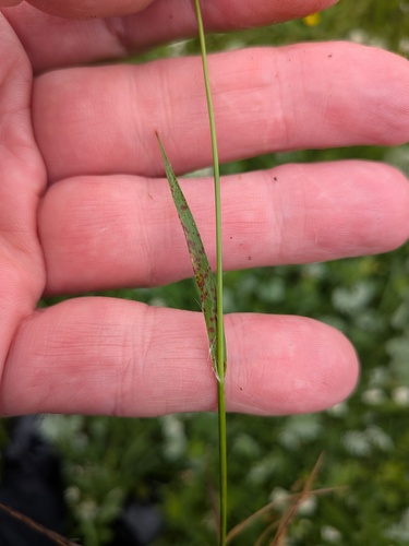 Luzula campestris, photograph 3