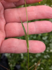 Luzula campestris, photograph (c) Jamie O'Neill, some rights reserved (CC BY)