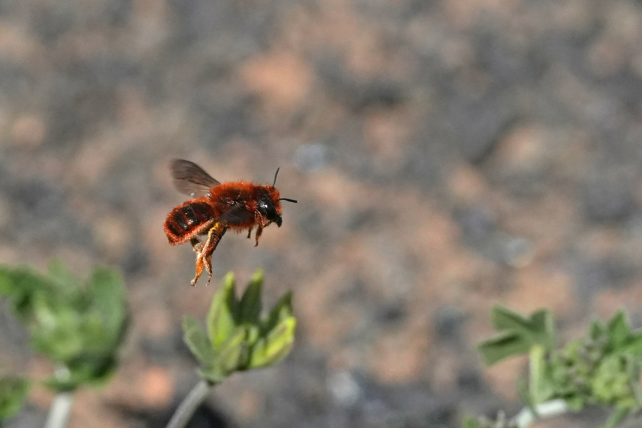 Osmia cinnabarina