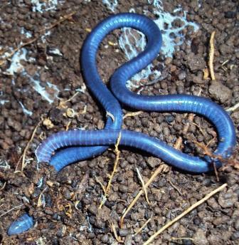 Ngaia Forest Caecilian