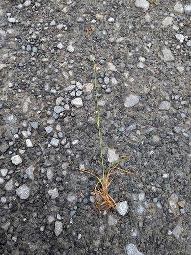 Luzula campestris, photograph 6