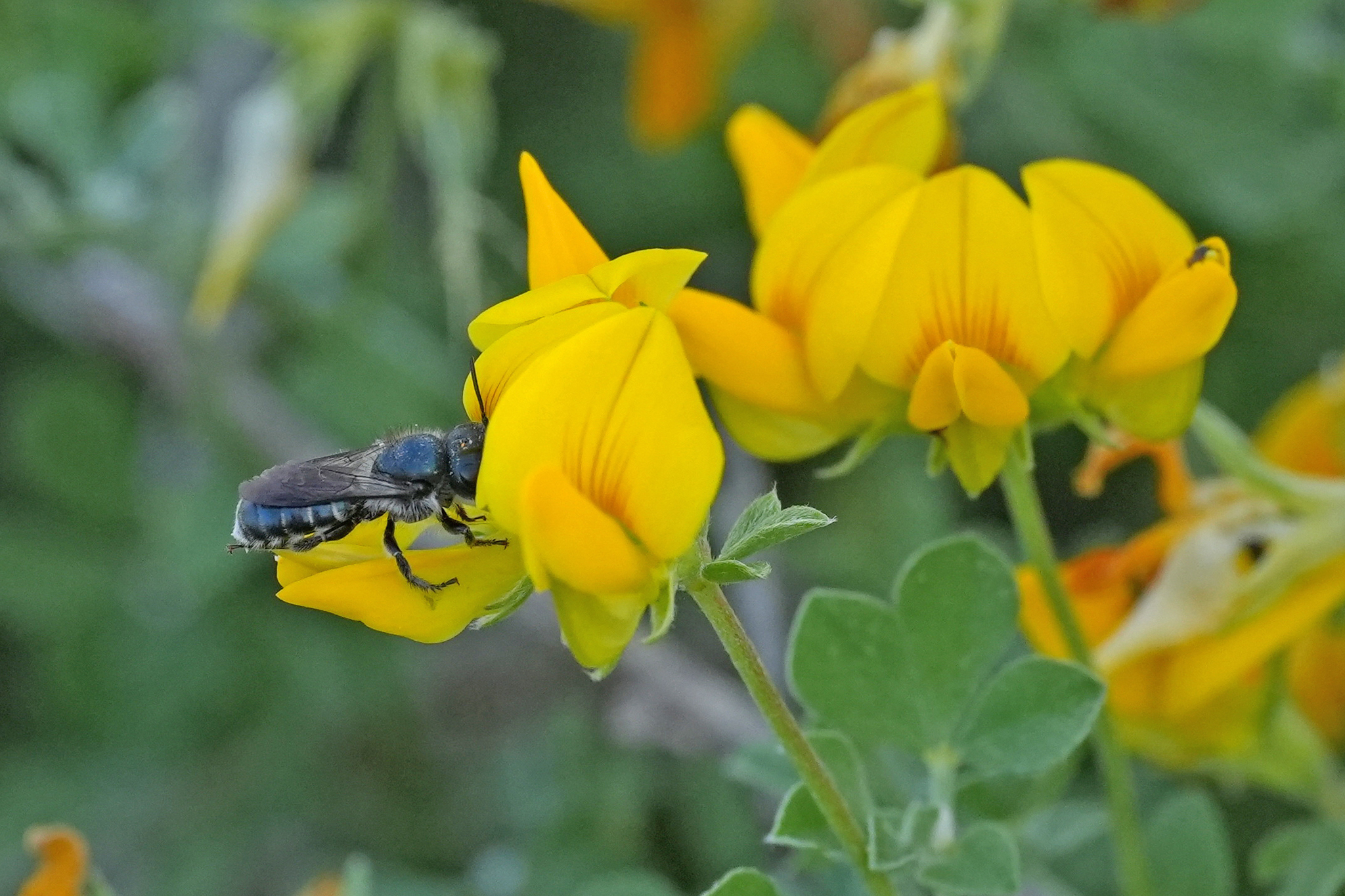 Osmia submicans