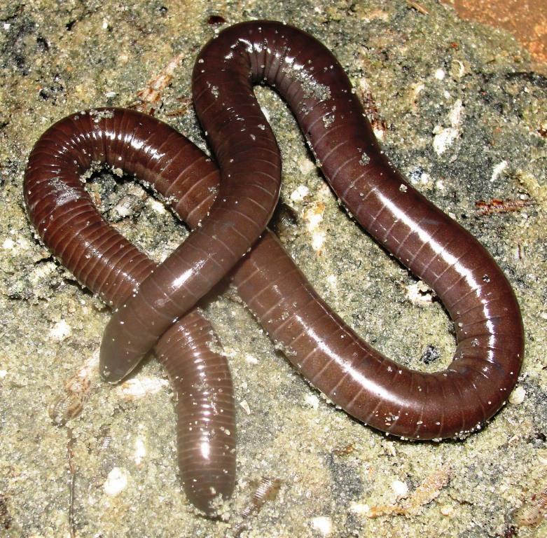 Flood-plain-dwelling Caecilian