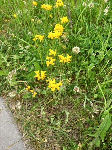 bird's-foot trefoil