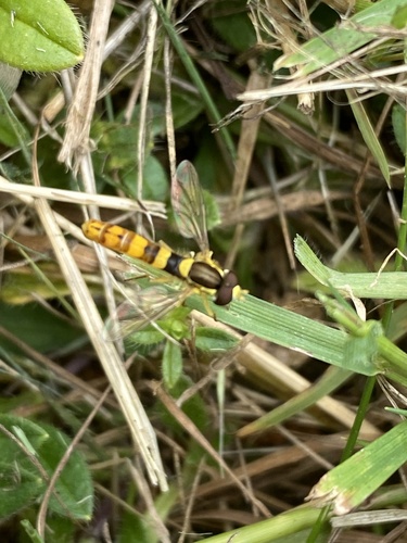 Common Globetail