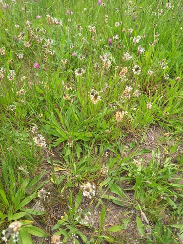 ribwort plantain
