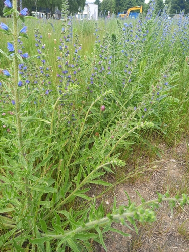 viper's-bugloss