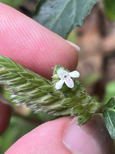 Lepidagathis formosensis, photograph 2