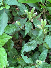 Lepidagathis formosensis, photograph author not stated, no rights reserved