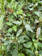 Lepidagathis formosensis, photograph author not stated, no rights reserved