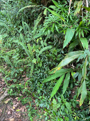 Lepidagathis formosensis, photograph author not stated, no rights reserved