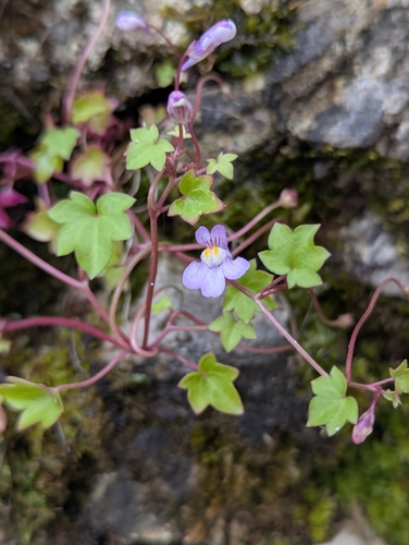 Ivy-leaved toadflax