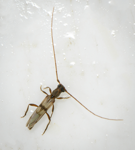 Methia necydalea