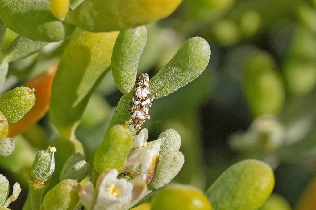 Scythris klimeschi