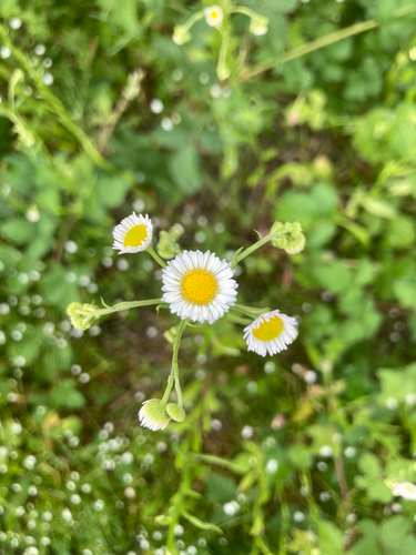 annual fleabane