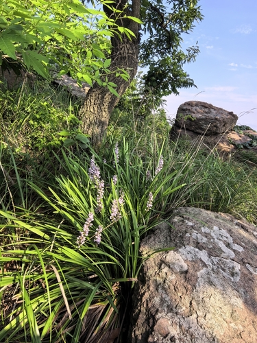 Liriope spicata iNat (2)