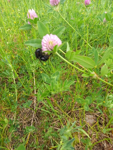 Hill Cuckoo Bumble bee