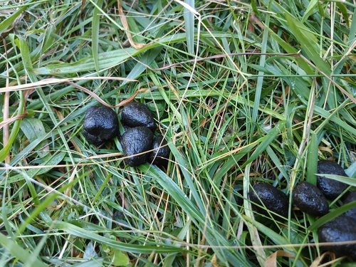Entolasia marginata, photograph 6