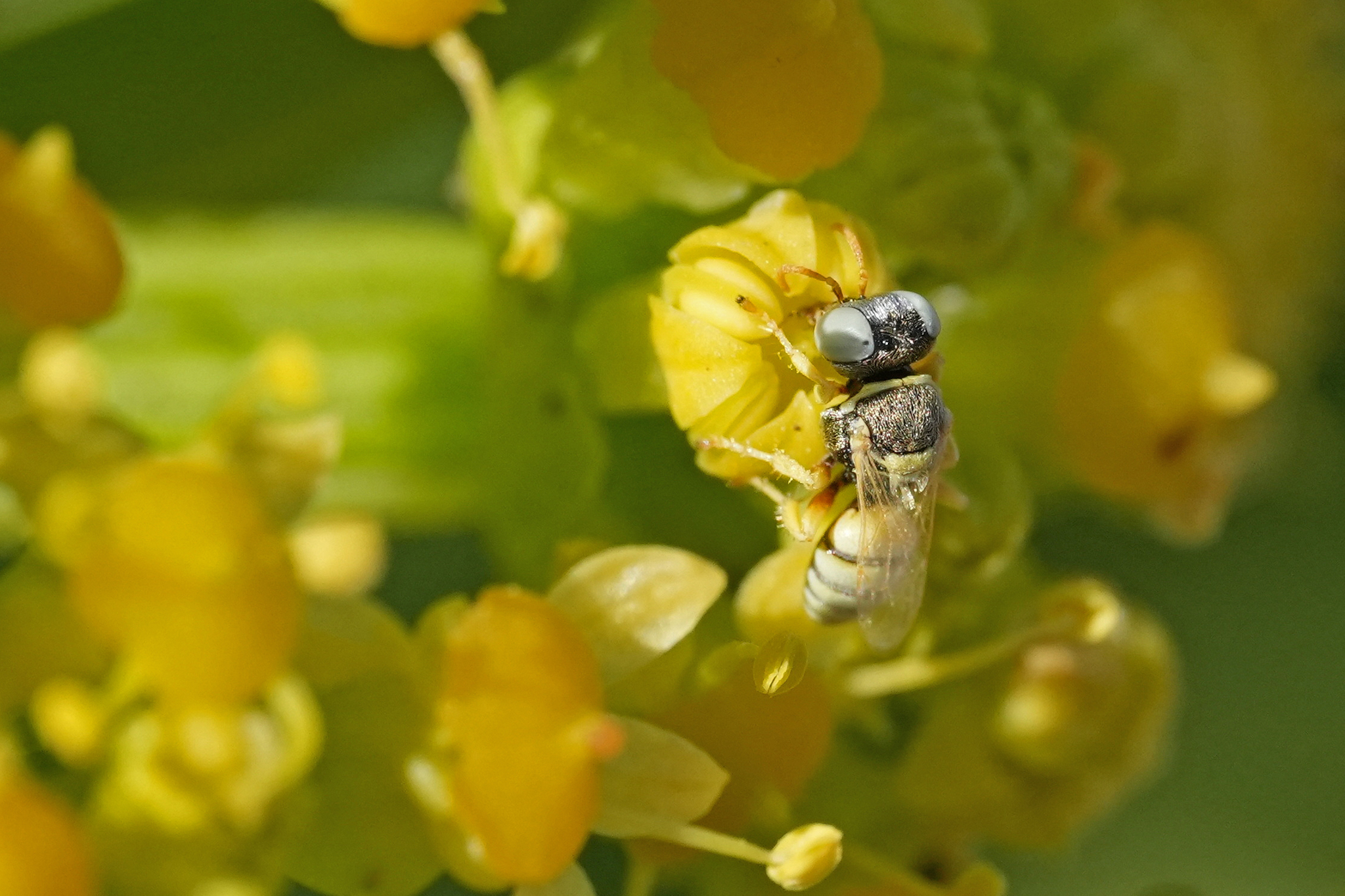 Oxybelus cocacolae