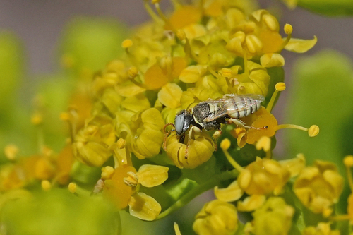 Oxybelus cocacolae