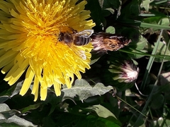 Apis mellifera