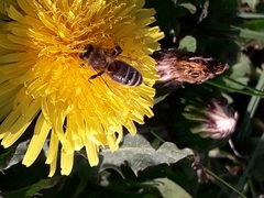 Apis mellifera