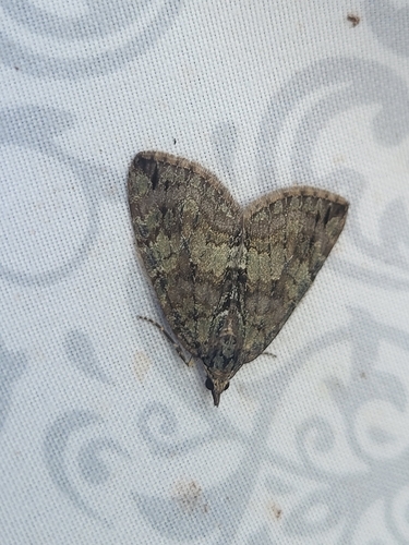 Renounced Hydriomena Moth photo 4