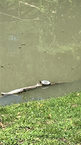 Țestoasa de Florida observed by eduardoarle