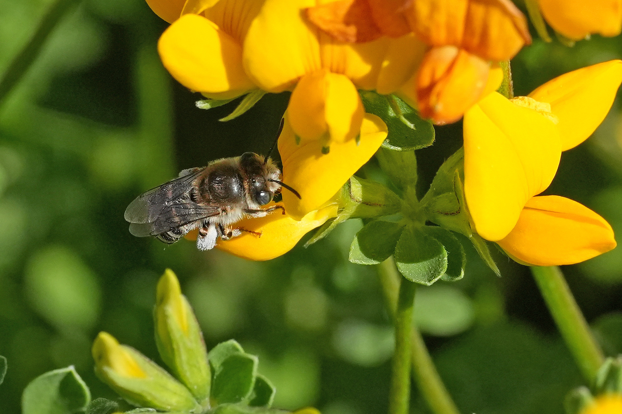 Eucera maroccana