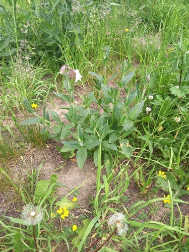 white campion