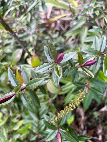 Veronica bishopiana observed 2026-05-26