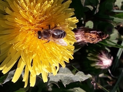 Apis mellifera