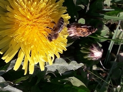 Apis mellifera