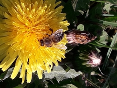 Apis mellifera