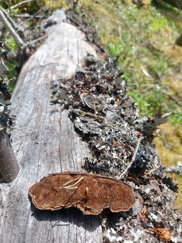 Conifer Mazegill