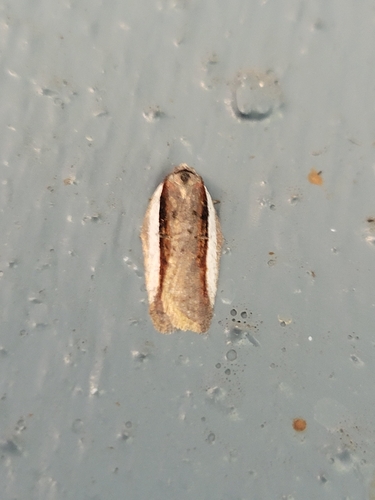 Acleris celiana photo 3