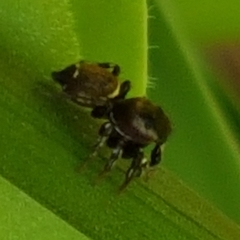 Heliophanus tribulosus