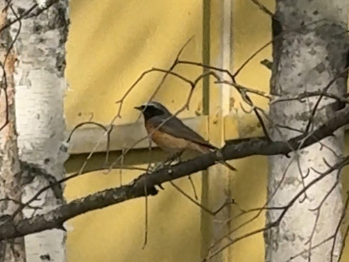 Common Redstart