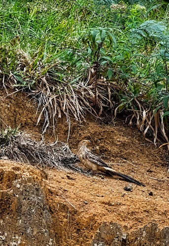 Guira Cuckoo