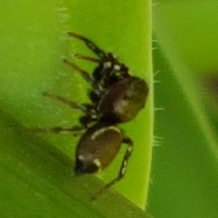 Heliophanus tribulosus