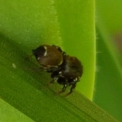 Heliophanus tribulosus