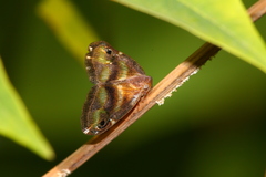 Ricania simulans