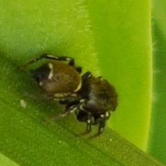 Heliophanus tribulosus